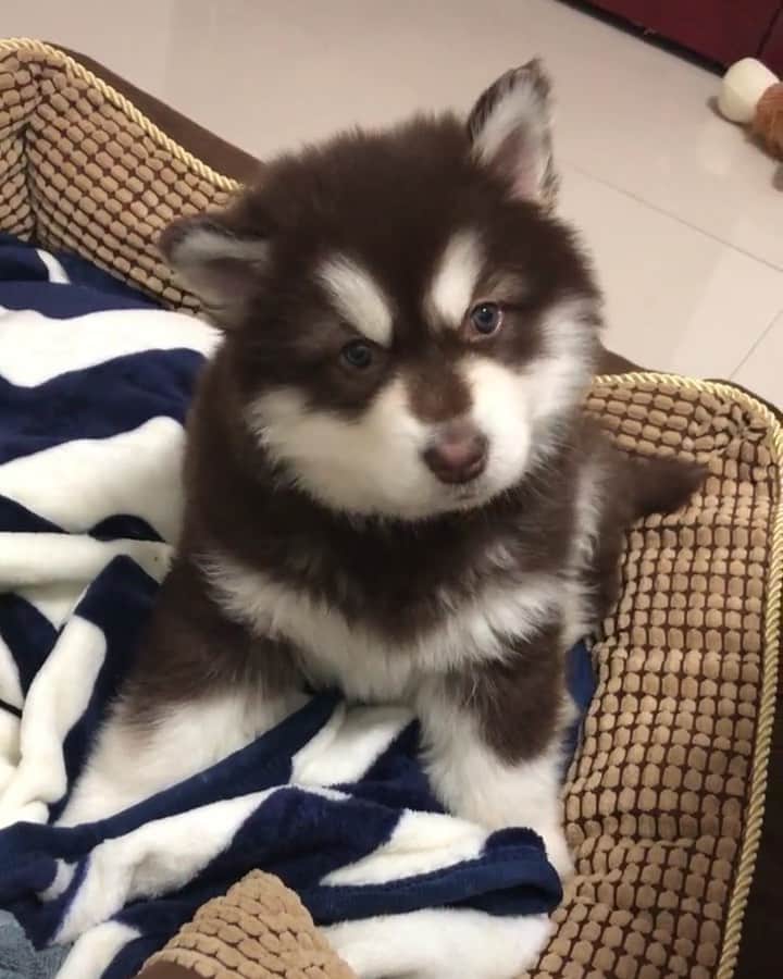 husky and malamuteのインスタグラム：「Do you want to give me  a hug？🥰🥰」