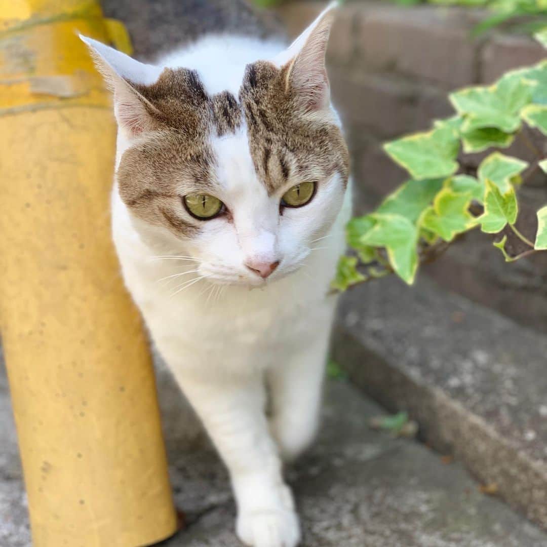 近藤研二さんのインスタグラム写真 - (近藤研二Instagram)「ミルちゃんの人懐っこさったらない  #ご近所猫ミルちゃん」6月13日 16時58分 - kenjikond0
