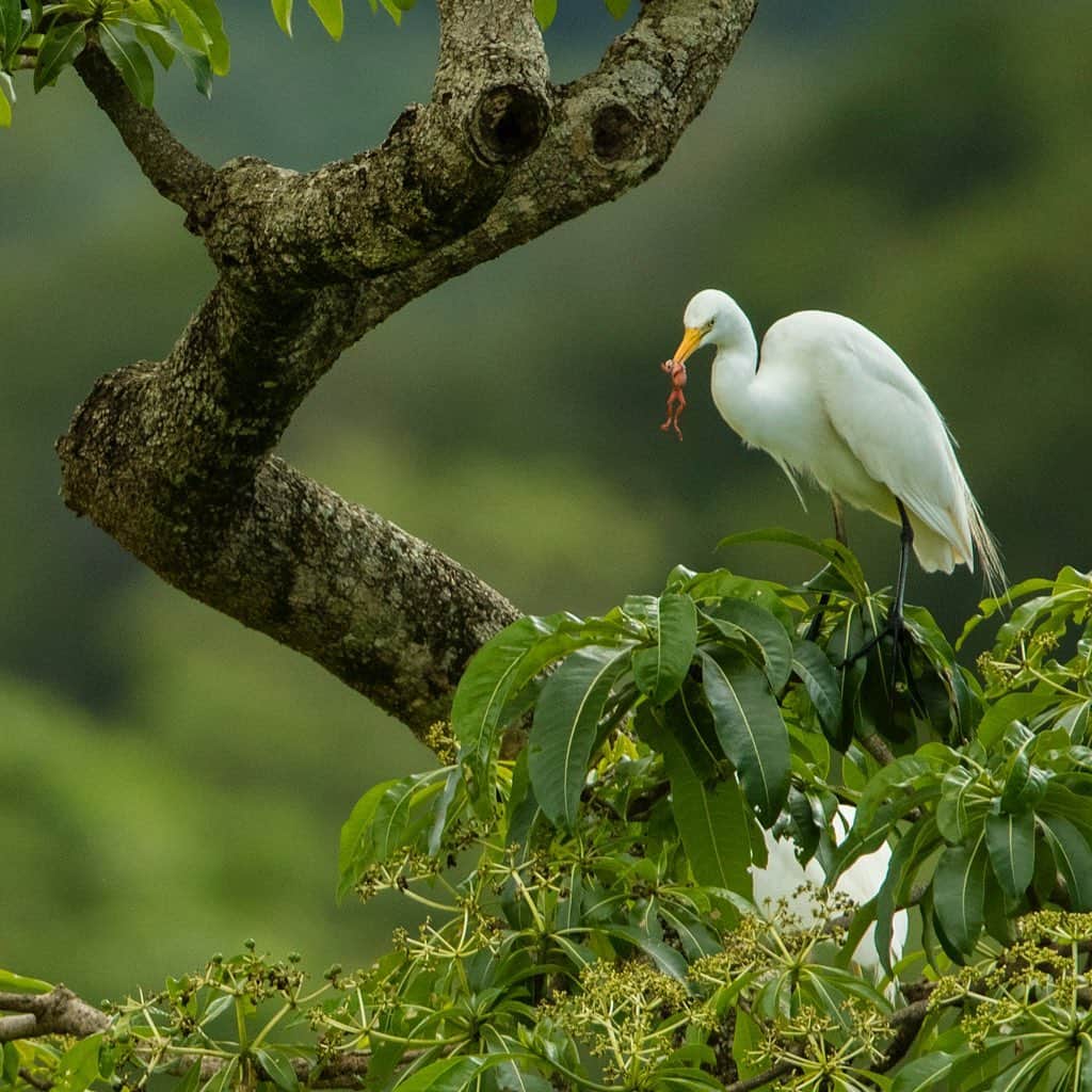 Tim Lamanさんのインスタグラム写真 - (Tim LamanInstagram)「Photos by @TimLaman.  More amazing bird diversity from  my recent trip to Tanzania:  Swipe to see 1) Jacana with its long toes walks on aquatic plants.  2) Egret caught a frog and flew up to a tree to eat it.  3) Ostrich female (in front) and male.  4) Yellow-billed Stork pair working on a nest.  #Tanzania #birds.」6月13日 16時59分 - timlaman