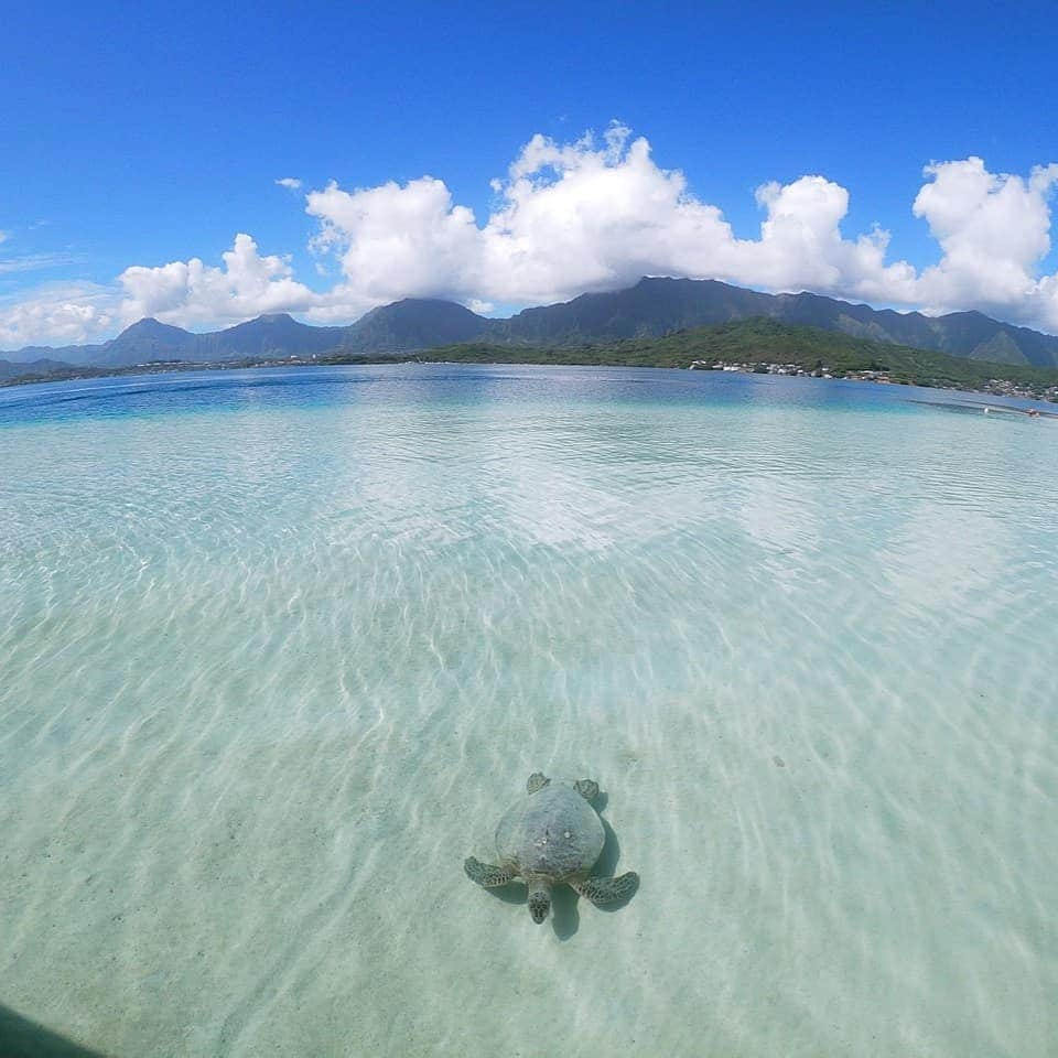 Luxury Cruise by Captain Bruceさんのインスタグラム写真 - (Luxury Cruise by Captain BruceInstagram)「空が海に映っていますね。 きれい… ⠀ ⠀ #captainbruce ⚓ #sandbar #kaneohe #hawaii #oahu #oahulife #ahuolaka #honu #alohastate #vacation  #キャプテンブルース #天国の海ツアー #天国の海 #アフオラカ #ハワイ大好き #絶景 #海 #青空 #海と空」6月13日 17時09分 - cptbruce_hi