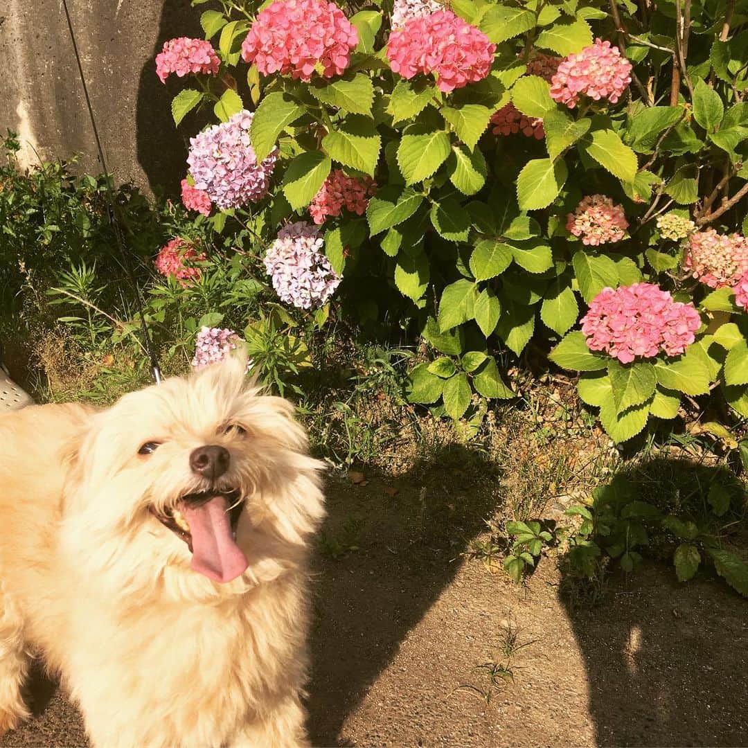のインスタグラム：「チロルとルチアのお散歩。 だいぶお腹おっきくなってきました！ 体重増加が気になるので毎日散歩がてら歩いてます💦💦 これからもっと暑くなるから気をつけないとねー！ みんなも熱中症には気をつけてね！！！ チロルはもっと可愛いけど、眩しかったのかおブスな写真ばっかり…笑  #お散歩 #もぉすぐ妊娠７ヶ月 #まぶしい犬」