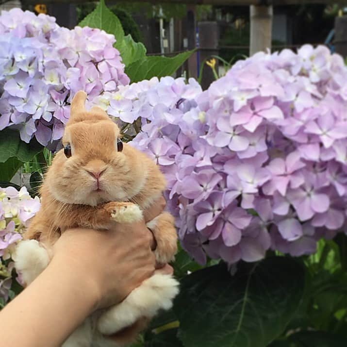 ?まるるのインスタグラム：「* * 大きな紫陽花咲いてたよ🐰💕 * * 今日新しいエアコンが付きました！ もう10年以上使っていて 急に壊れても大変なので買い替えました。 去年壊れないかと ヒヤヒヤしながら夏を過ごしたなぁ😅 この夏は安心して元気に過ごします😊 * * #うさぎ#ネザーランドドワーフ#ふわもこ部#rabbit#lapin#cutepetclub#WeeklyFluff #bunnystagram#rabbitstagram#instapet#紫陽花#hydrangea#20190613」