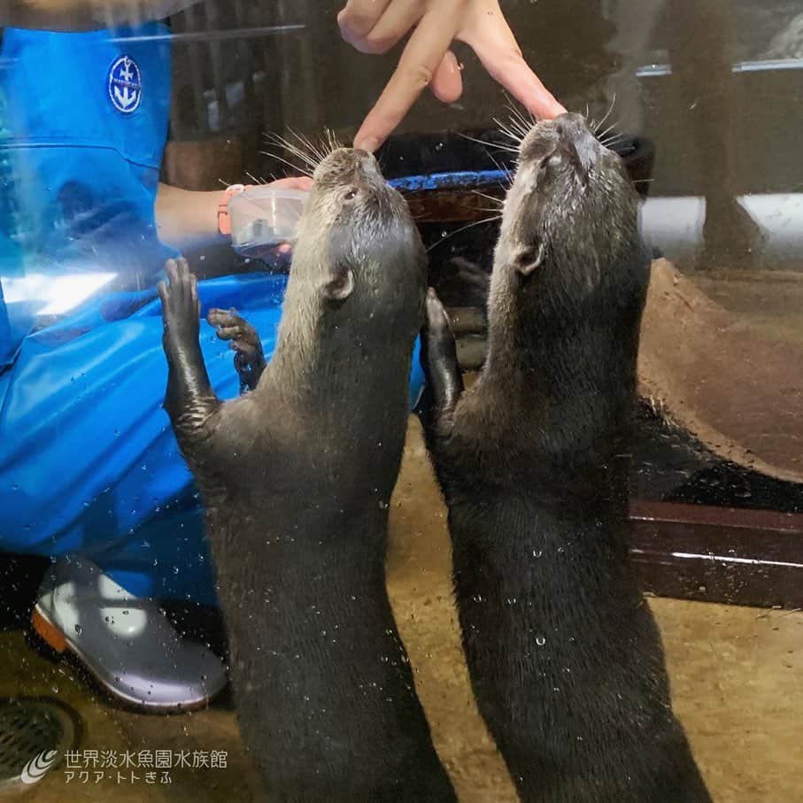 世界淡水魚園水族館 アクア・トト ぎふのインスタグラム：「コツメカワウソの仲良しペア、ヤマトとミヤマ。飼育スタッフの指先にお鼻でタッチ😘 #アクアトト #アクアトトぎふ #アクアトト岐阜 #コツメカワウソ」