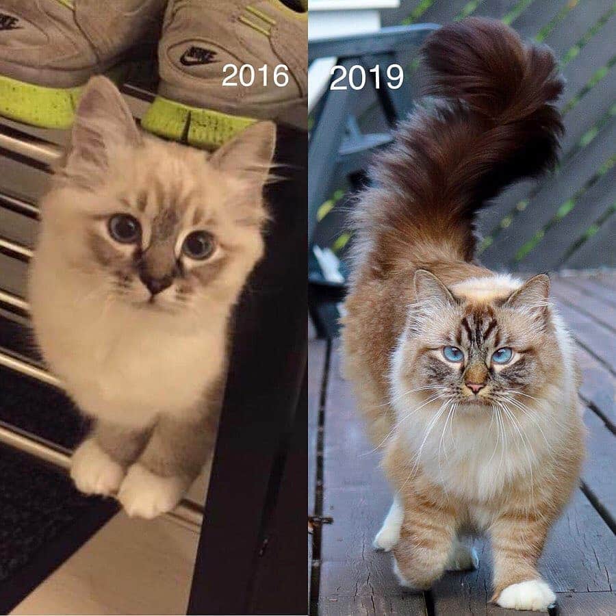 Aww Clubさんのインスタグラム写真 - (Aww ClubInstagram)「Baby me 📷@missenell @mainecoonqueens @mia_and_igor @fomo.the.cat @nyannian_neko @milaivyofficial @lyo.thecat @chippie_gummy  Tag #meowedTBT to get a chance to be featured  #meowed #meowedTBT #TBT #babyme #birman #bengal #britishshorthair ##mainecoon #russianblue」6月13日 17時40分 - meowed