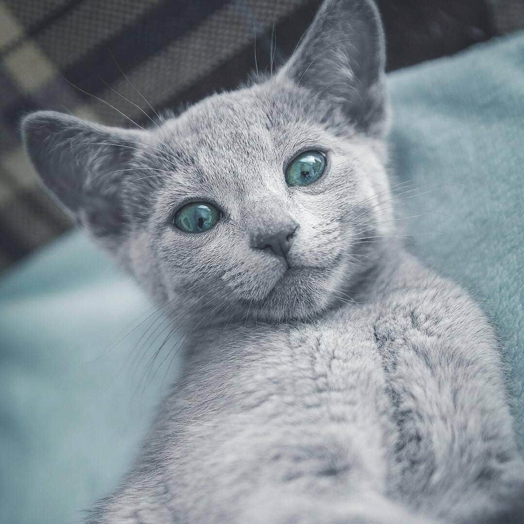 Aww Clubさんのインスタグラム写真 - (Aww ClubInstagram)「Baby me 📷@missenell @mainecoonqueens @mia_and_igor @fomo.the.cat @nyannian_neko @milaivyofficial @lyo.thecat @chippie_gummy  Tag #meowedTBT to get a chance to be featured  #meowed #meowedTBT #TBT #babyme #birman #bengal #britishshorthair ##mainecoon #russianblue」6月13日 17時40分 - meowed
