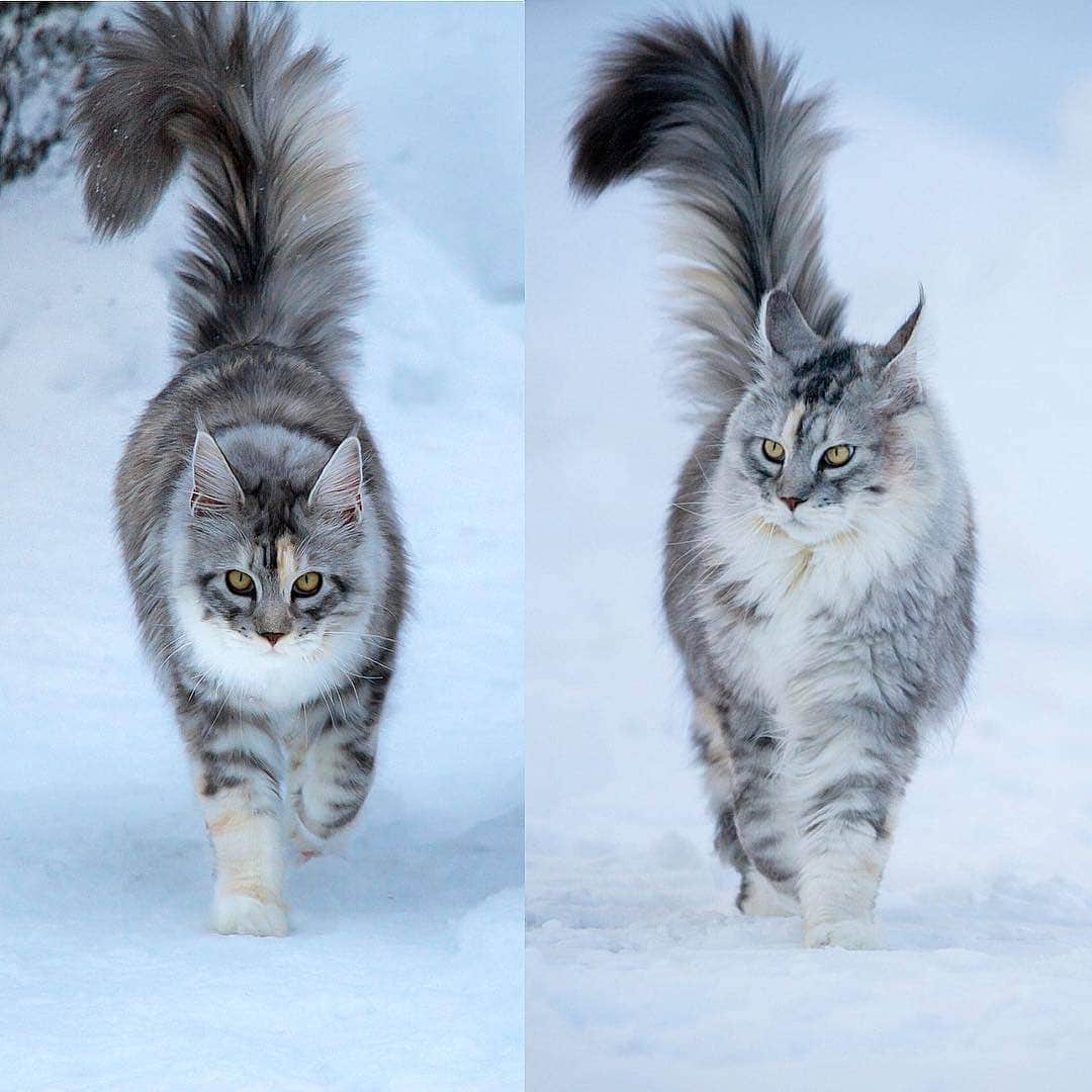 Aww Clubさんのインスタグラム写真 - (Aww ClubInstagram)「Baby me 📷@missenell @mainecoonqueens @mia_and_igor @fomo.the.cat @nyannian_neko @milaivyofficial @lyo.thecat @chippie_gummy  Tag #meowedTBT to get a chance to be featured  #meowed #meowedTBT #TBT #babyme #birman #bengal #britishshorthair ##mainecoon #russianblue」6月13日 17時40分 - meowed