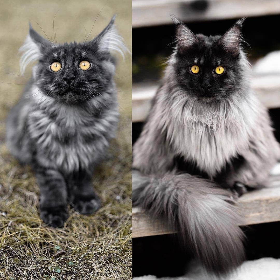 Aww Clubさんのインスタグラム写真 - (Aww ClubInstagram)「Baby me 📷@missenell @mainecoonqueens @mia_and_igor @fomo.the.cat @nyannian_neko @milaivyofficial @lyo.thecat @chippie_gummy  Tag #meowedTBT to get a chance to be featured  #meowed #meowedTBT #TBT #babyme #birman #bengal #britishshorthair ##mainecoon #russianblue」6月13日 17時40分 - meowed