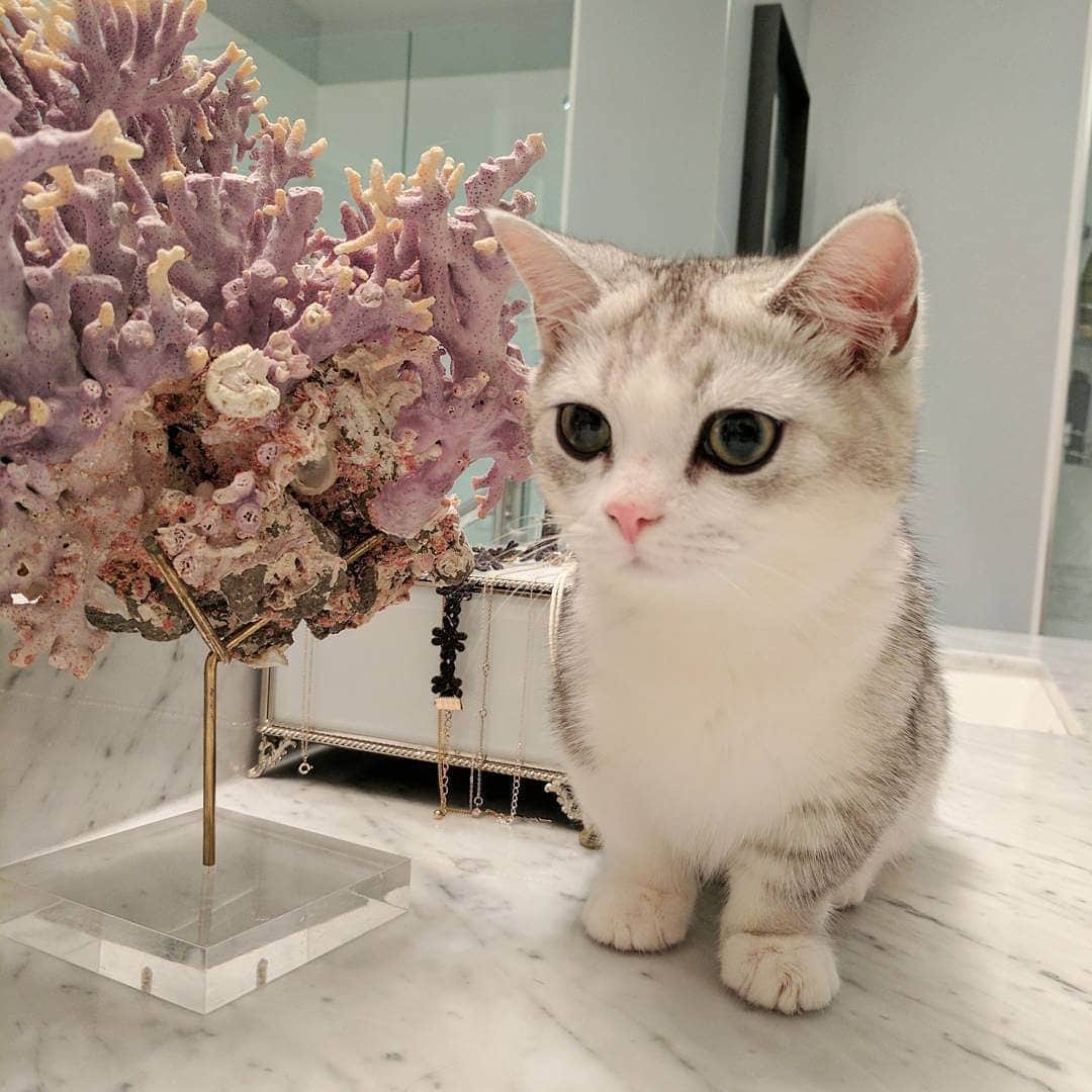 Aww Clubさんのインスタグラム写真 - (Aww ClubInstagram)「Baby me 📷@missenell @mainecoonqueens @mia_and_igor @fomo.the.cat @nyannian_neko @milaivyofficial @lyo.thecat @chippie_gummy  Tag #meowedTBT to get a chance to be featured  #meowed #meowedTBT #TBT #babyme #birman #bengal #britishshorthair ##mainecoon #russianblue」6月13日 17時40分 - meowed