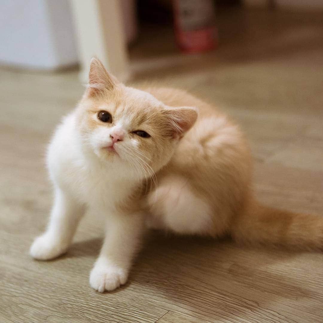 Aww Clubさんのインスタグラム写真 - (Aww ClubInstagram)「Baby me 📷@missenell @mainecoonqueens @mia_and_igor @fomo.the.cat @nyannian_neko @milaivyofficial @lyo.thecat @chippie_gummy  Tag #meowedTBT to get a chance to be featured  #meowed #meowedTBT #TBT #babyme #birman #bengal #britishshorthair ##mainecoon #russianblue」6月13日 17時40分 - meowed