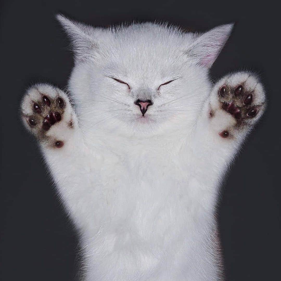 Aww Clubさんのインスタグラム写真 - (Aww ClubInstagram)「Baby me 📷@missenell @mainecoonqueens @mia_and_igor @fomo.the.cat @nyannian_neko @milaivyofficial @lyo.thecat @chippie_gummy  Tag #meowedTBT to get a chance to be featured  #meowed #meowedTBT #TBT #babyme #birman #bengal #britishshorthair ##mainecoon #russianblue」6月13日 17時40分 - meowed