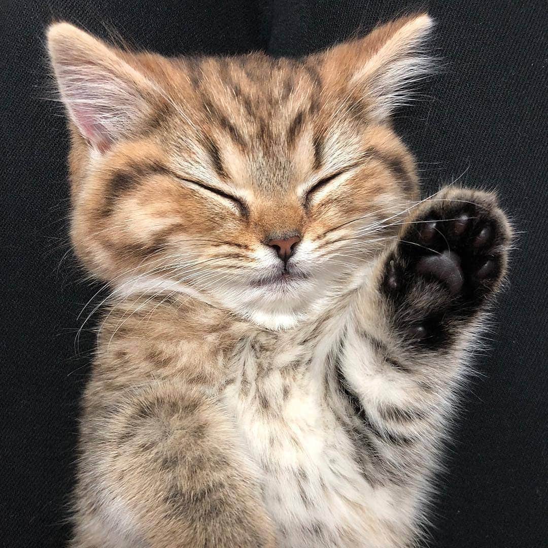 Aww Clubさんのインスタグラム写真 - (Aww ClubInstagram)「Baby me 📷@missenell @mainecoonqueens @mia_and_igor @fomo.the.cat @nyannian_neko @milaivyofficial @lyo.thecat @chippie_gummy  Tag #meowedTBT to get a chance to be featured  #meowed #meowedTBT #TBT #babyme #birman #bengal #britishshorthair ##mainecoon #russianblue」6月13日 17時40分 - meowed