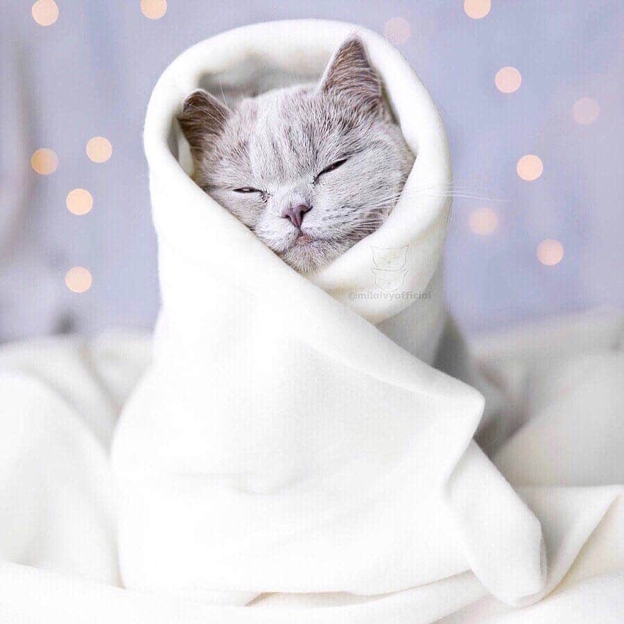 Aww Clubさんのインスタグラム写真 - (Aww ClubInstagram)「Baby me 📷@missenell @mainecoonqueens @mia_and_igor @fomo.the.cat @nyannian_neko @milaivyofficial @lyo.thecat @chippie_gummy  Tag #meowedTBT to get a chance to be featured  #meowed #meowedTBT #TBT #babyme #birman #bengal #britishshorthair ##mainecoon #russianblue」6月13日 17時40分 - meowed