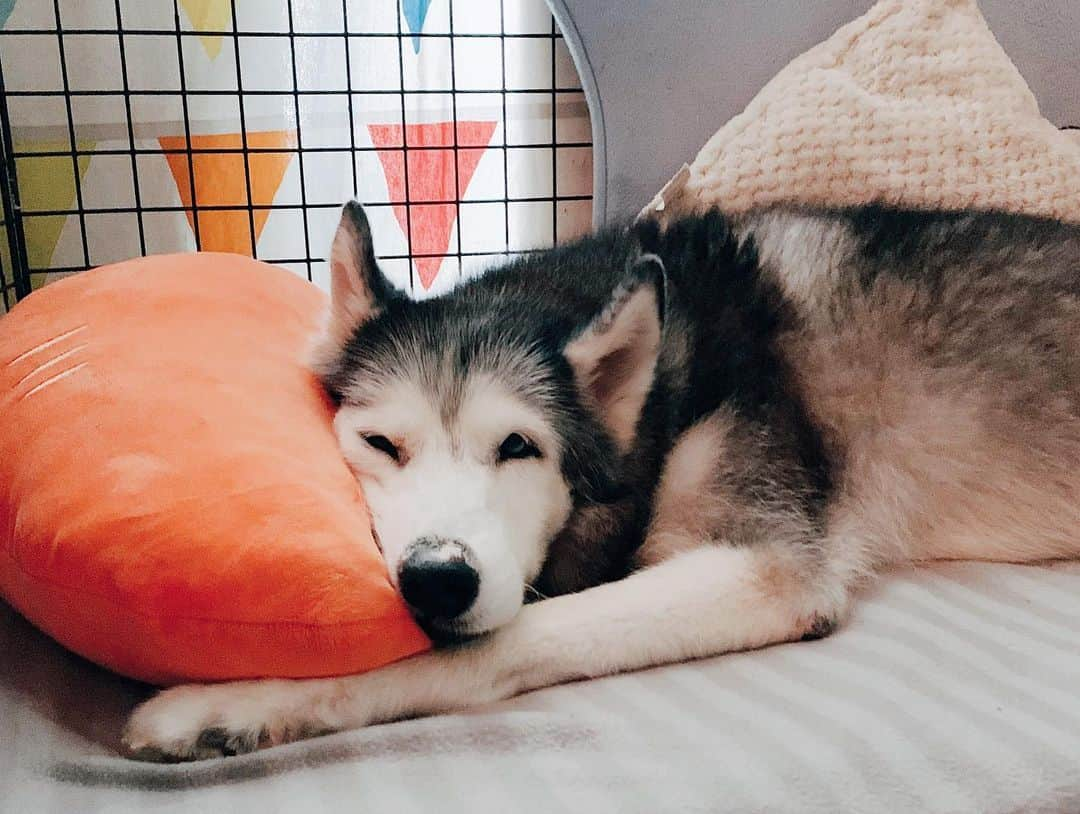 r_oseさんのインスタグラム写真 - (r_oseInstagram)「A dog’s life 🐺with her camera crazy mom📷〰️ #siberianhusky」6月13日 17時41分 - r_ose