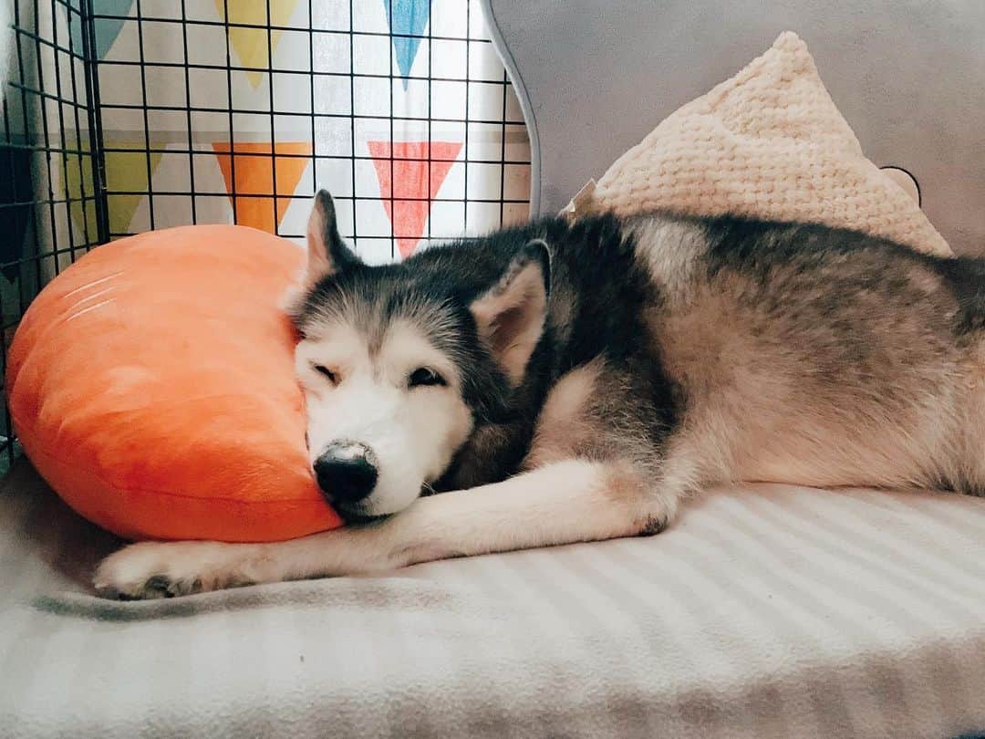 r_oseのインスタグラム：「A dog’s life 🐺with her camera crazy mom📷〰️ #siberianhusky」