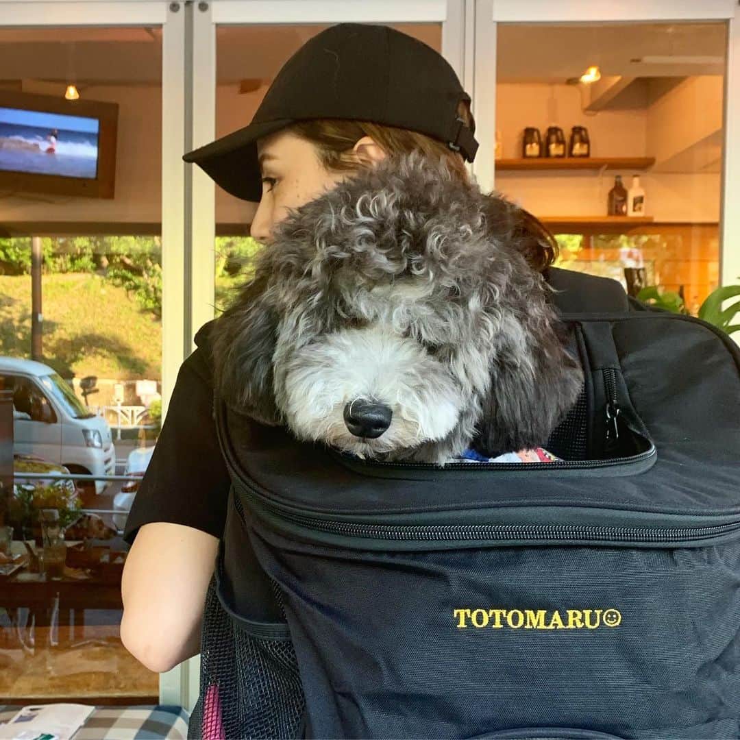 チャベス愛さんのインスタグラム写真 - (チャベス愛Instagram)「@winsun.japan  TOTOMARUっていれてもらったよ🐶 #winsun #ペットキャリー  #ドッグキャリー #犬用キャリーバッグ #オーダーメイド」6月13日 17時44分 - ai_officialx