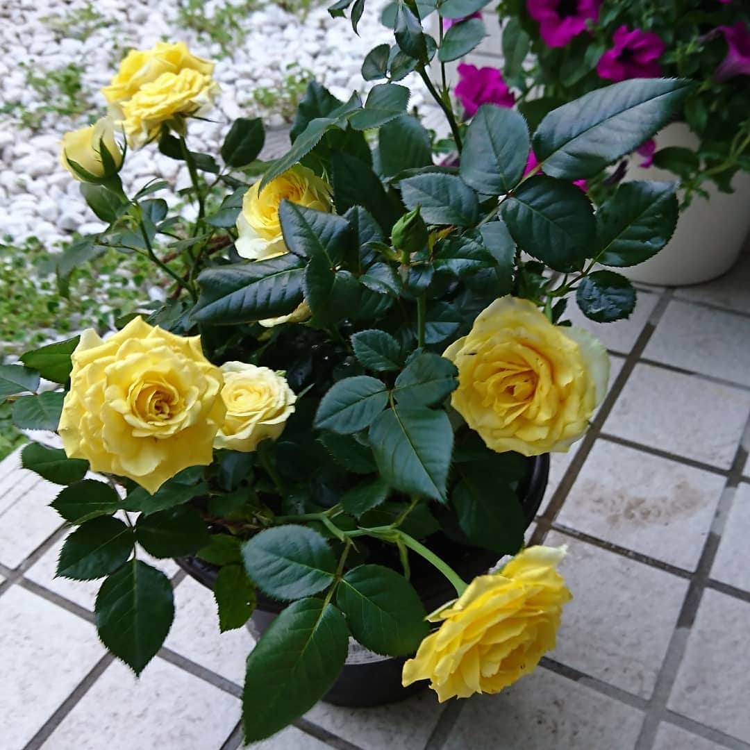 床嶋佳子さんのインスタグラム写真 - (床嶋佳子Instagram)「こんばんは！ 東京は久しぶりのお天気でした‼️☀️ 梅雨は梅雨で雨は降らなきゃ困るんだけど…やっぱり晴れると☀️嬉しいですね！ (*´∀｀)🎶⤴️⤴️⤴️ 今日は買ってきた紫陽花と黄色い薔薇を二鉢ずつ、一つの鉢に植え替えました‼️ 我が子のように可愛いな〜💓😊」6月13日 18時21分 - yoshiko.tokoshima