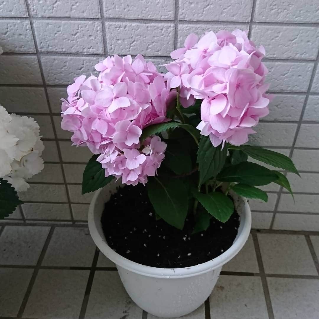 床嶋佳子さんのインスタグラム写真 - (床嶋佳子Instagram)「こんばんは！ 東京は久しぶりのお天気でした‼️☀️ 梅雨は梅雨で雨は降らなきゃ困るんだけど…やっぱり晴れると☀️嬉しいですね！ (*´∀｀)🎶⤴️⤴️⤴️ 今日は買ってきた紫陽花と黄色い薔薇を二鉢ずつ、一つの鉢に植え替えました‼️ 我が子のように可愛いな〜💓😊」6月13日 18時21分 - yoshiko.tokoshima