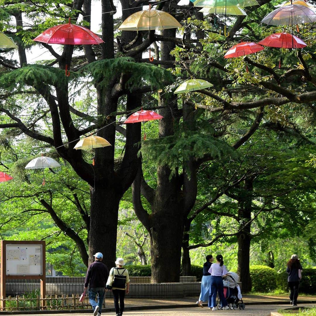 The Japan Timesさんのインスタグラム写真 - (The Japan TimesInstagram)「June is the rainy season for most of Japan, and Chiba Prefecture is marking the changing weather with an "umbrella forest." The Tsubakimori Komuna community space in Chiba Park has hundreds of parasols hung up that add some color to the area. The umbrellas will be up until July 15. (@miura.yoshiaki photos) . . . . . . #Japan #Tokyo #Chiba #art #umbrella #travel #日本 #千葉 #千葉市 #椿森コムナ #アウトドア #アート #梅雨 #雨 #傘 #☂️」6月13日 18時25分 - thejapantimes