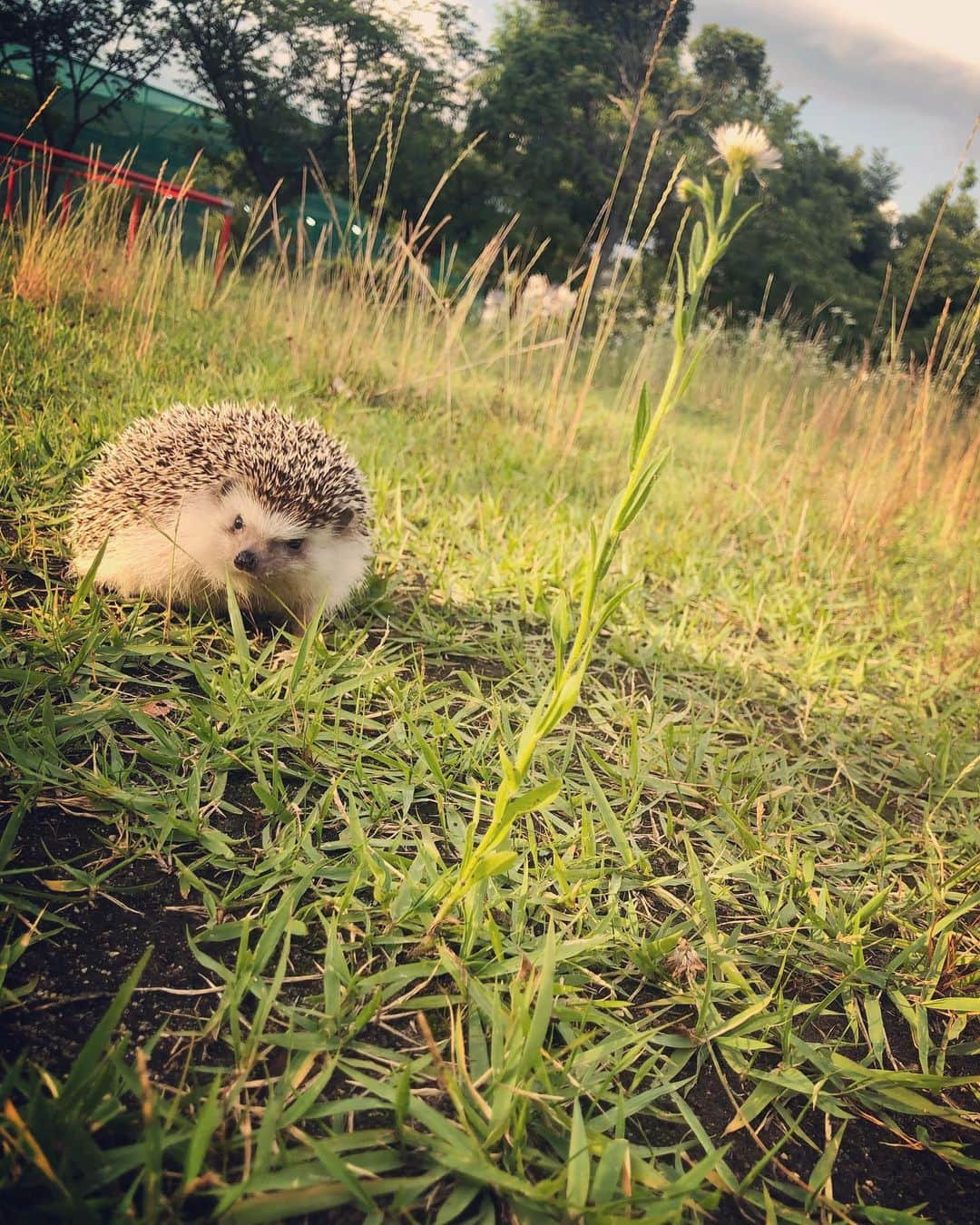 市橋翔哉のインスタグラム：「まめ太、初めてのお散歩🦔 (慣れてないから機嫌悪め)」