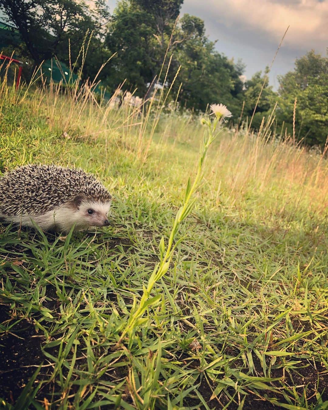 市橋翔哉さんのインスタグラム写真 - (市橋翔哉Instagram)「まめ太、初めてのお散歩🦔 (慣れてないから機嫌悪め)」6月13日 18時29分 - shoya1105