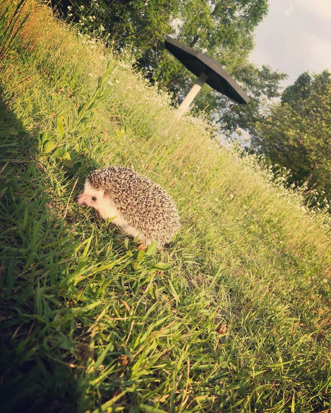 市橋翔哉さんのインスタグラム写真 - (市橋翔哉Instagram)「まめ太、初めてのお散歩🦔 (慣れてないから機嫌悪め)」6月13日 18時29分 - shoya1105