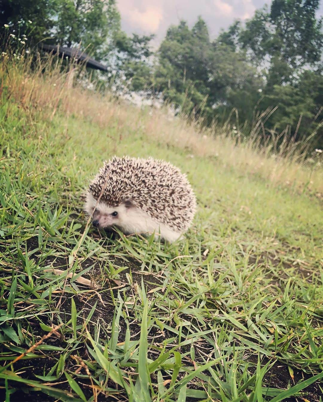 市橋翔哉さんのインスタグラム写真 - (市橋翔哉Instagram)「まめ太、初めてのお散歩🦔 (慣れてないから機嫌悪め)」6月13日 18時29分 - shoya1105