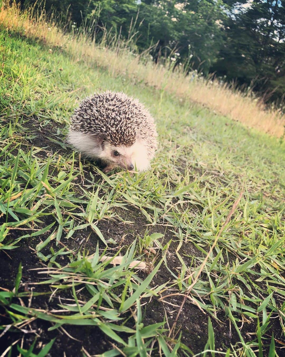 市橋翔哉さんのインスタグラム写真 - (市橋翔哉Instagram)「まめ太、初めてのお散歩🦔 (慣れてないから機嫌悪め)」6月13日 18時29分 - shoya1105