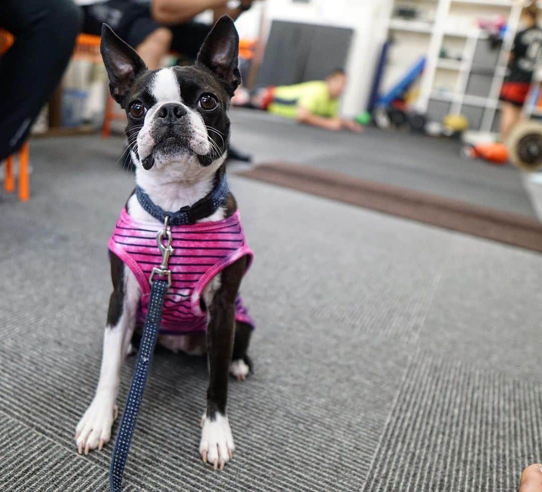 HIROYAさんのインスタグラム写真 - (HIROYAInstagram)「まっつんにもらった洋服とオモチャ🥊 #ボストンテリア #bostonterrier #ボステリ #犬」6月13日 18時33分 - hiroya_tryhard