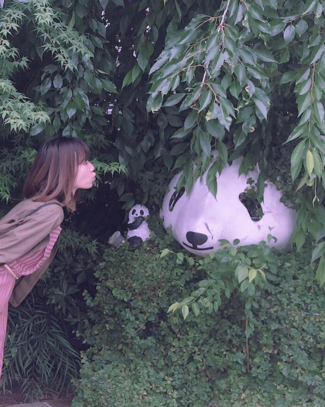のインスタグラム：「パンダ埋もれておりました🐼 現場からは以上です。  #panda #パンダ」