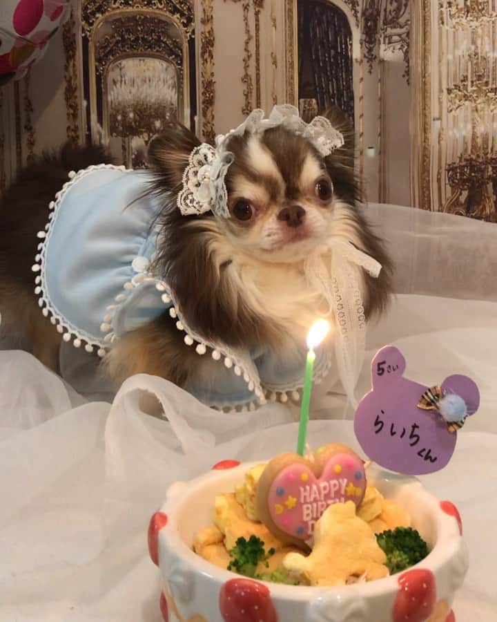 kayoのインスタグラム：「* * 先日 @pandebouvi さんで らいちん5歳のお誕生日を サプライズでお祝いしてもらっちゃいました😆🎂🎉🎉✨✨ * * ケーキが出てきて みんなでハッピーバースデーの歌を 唄ってもらって 大大大感激ですっ😭💗💗💗 * * らいちん じーっとお歌聞いて みんなどーしたの？ って感じでキョトンとしてました😂 * * @asawowww  ちゃん @rinyuzuramune ちゃん ほんとにありがとう〜😍❤️❤️ * * 素敵な思い出が増えました☺️✨ * * Lychee💗🎂 * * #らいちん5歳のサプライズ #お誕生日パーティ #ありがとう❤️ #この動画は #永久保存版です☺️ * * #chihuahua#chihuahualove#dogstgram#dog#instadog#チワワ#チワワ大好き * *」