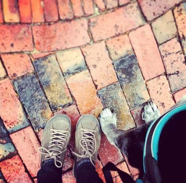 ダンスコのインスタグラム：「Dog park bound. Thanks to @sarahblacker for the pic!」