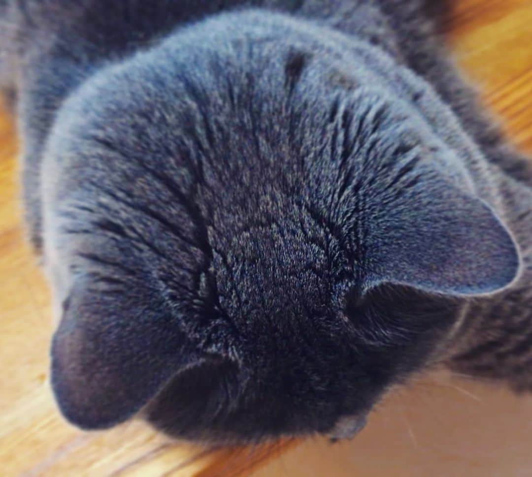 チキン南蛮カレーのルウ王子のグルメインスタ