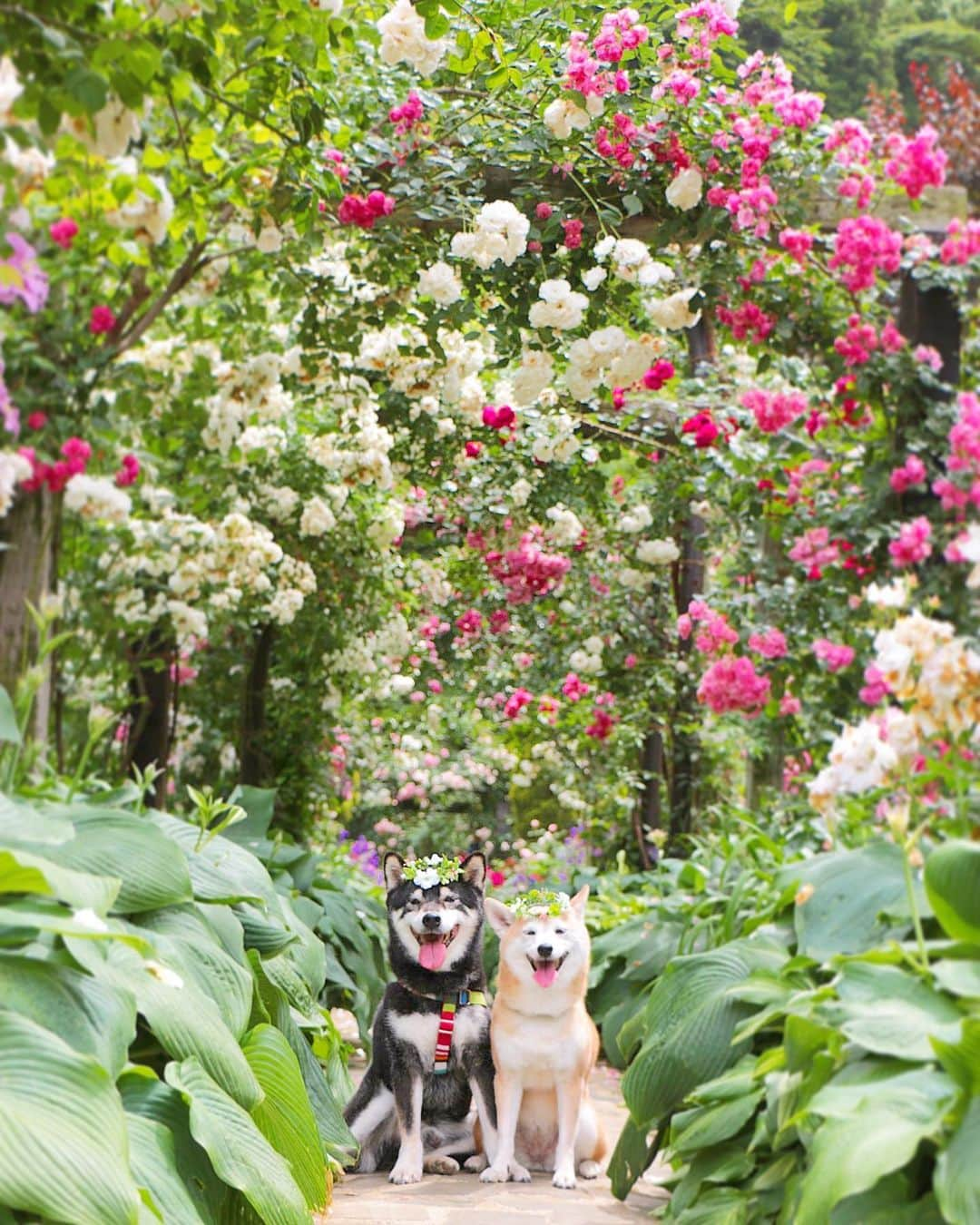 柴犬 けんしろう ゆりあさんのインスタグラム写真 - (柴犬 けんしろう ゆりあInstagram)「🐶🌹🐶 . 2019.6.3-6.4 けんゆり下田・伊東・熱海旅行⑧🐾 旅の最後に訪れたのは アカオハーブ&ローズガーデン🌿 けんしろう12歳ラストのお花photoは ここのプロポーズガーデンと決めてました🌹 けんちゃんゆりぃ、かわいい笑顔をありがとう☺️❤️ . . Location: 熱海  #アカオハーブアンドローズガーデン」6月13日 19時19分 - nerishiro