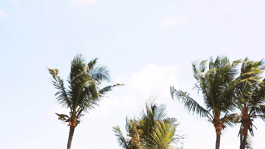 ピーチ・ジョンさんのインスタグラム写真 - (ピーチ・ジョンInstagram)「Dreaming of palm trees…🌴 #peachjohn」6月13日 19時21分 - peachjohn_official