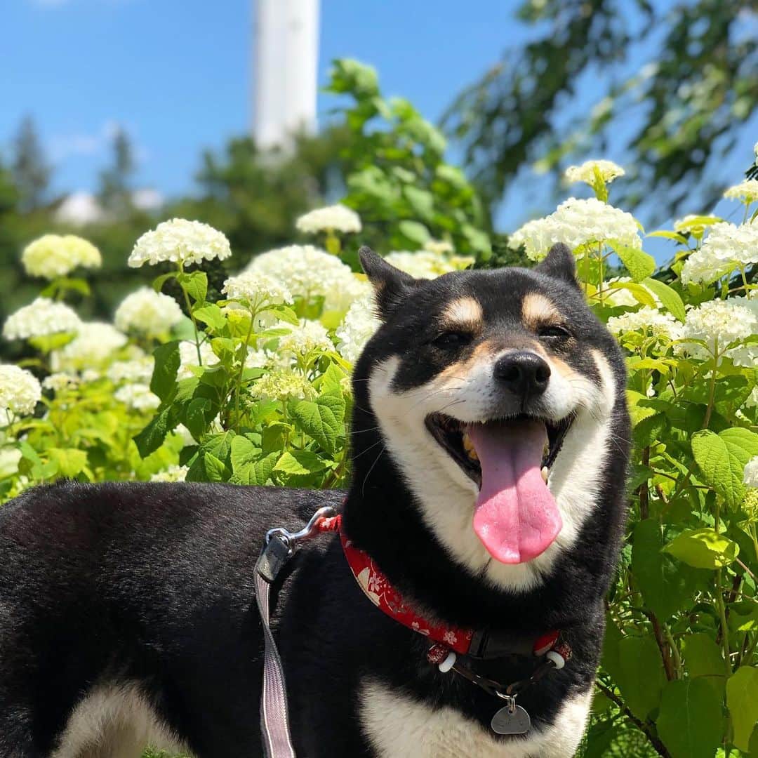 vo_coのインスタグラム：「☀️ 今日は久しぶりの快晴でしたね 公園にアナベルがたくさん咲いてたので共演してきました！ * #アナベル と言えば #花よりガトー な世代ですw #ソロモンよ私は帰ってきた  #でもまあ0083ぶっちゃけ駄作だよね #shibastagram #instashiba #shiba #shibainu #黒柴 #柴犬」