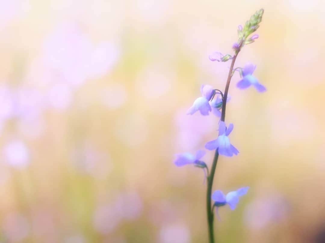花の写真館のインスタグラム：「Photo by @fukico0927.⠀ https://instagram.com/fukico0927/⠀ .⠀ Original Post[投稿頂いたURL]⠀ https://www.instagram.com/p/BxTq4nEgMWi/⠀ .⠀ 本アカウントは、 #私の花の写真 をつけてInstagramに投稿された皆さまの花の写真や、「花の写真館」Facebookページで投稿された花の写真を紹介します。⠀ 「花の写真館」Facebookページは、「 @floral.photograph 」のプロフィールにあるURLからご覧ください。⠀ .⠀ #花の写真館 #floralphotograph #floralphoto #flower #flowers #富士フイルム #FUJIFILM⠀ Follow: @floral.photograph」