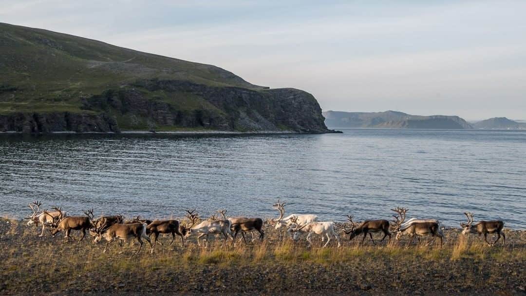 National Geographic Travelさんのインスタグラム写真 - (National Geographic TravelInstagram)「Photo by @kiliiiyuyan | A reindeer herd in Arctic Norway roams across the northern fjords, searching for summer forage. Reindeer in northern Scandinavia are domesticated semi-feral herds managed by the indigenous Sami communities of Norway, Sweden and Finland. Follow me, @kiliiiyuyan, for more from the Arctic and indigenous worlds. #sami #arctic #norway #reindeer」6月14日 1時12分 - natgeotravel
