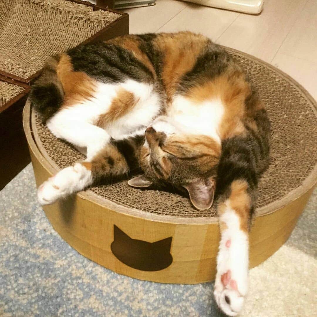 猫壱（ねこいち•ネコイチ）さんのインスタグラム写真 - (猫壱（ねこいち•ネコイチ）Instagram)「【Instagramに投稿して猫壱商品を貰っちゃおう✨】 おやすみにゃさい🌛 ▫ #ばんざい寝😁 #いいことあったのかな？ ▫ ▫ :::::::::#猫壱 ::::::: #猫壱キャンペーン 6月は#猫壱の爪とぎ が対象です👍 お写真の商品は#バリバリボウル でした✨ 対象商品をお持ちの皆様、ぜひご応募くださいね❤ ▫ ▫ Instagramに登場した商品はプロフィールのリンクよりご覧いただけます🎶 気になる方は @necoichicojp からチェックしてくださいね❤ ▫ ▫ Repost from @ahiru0301 thank-you💕💕💕💕」6月13日 19時45分 - necoichicojp