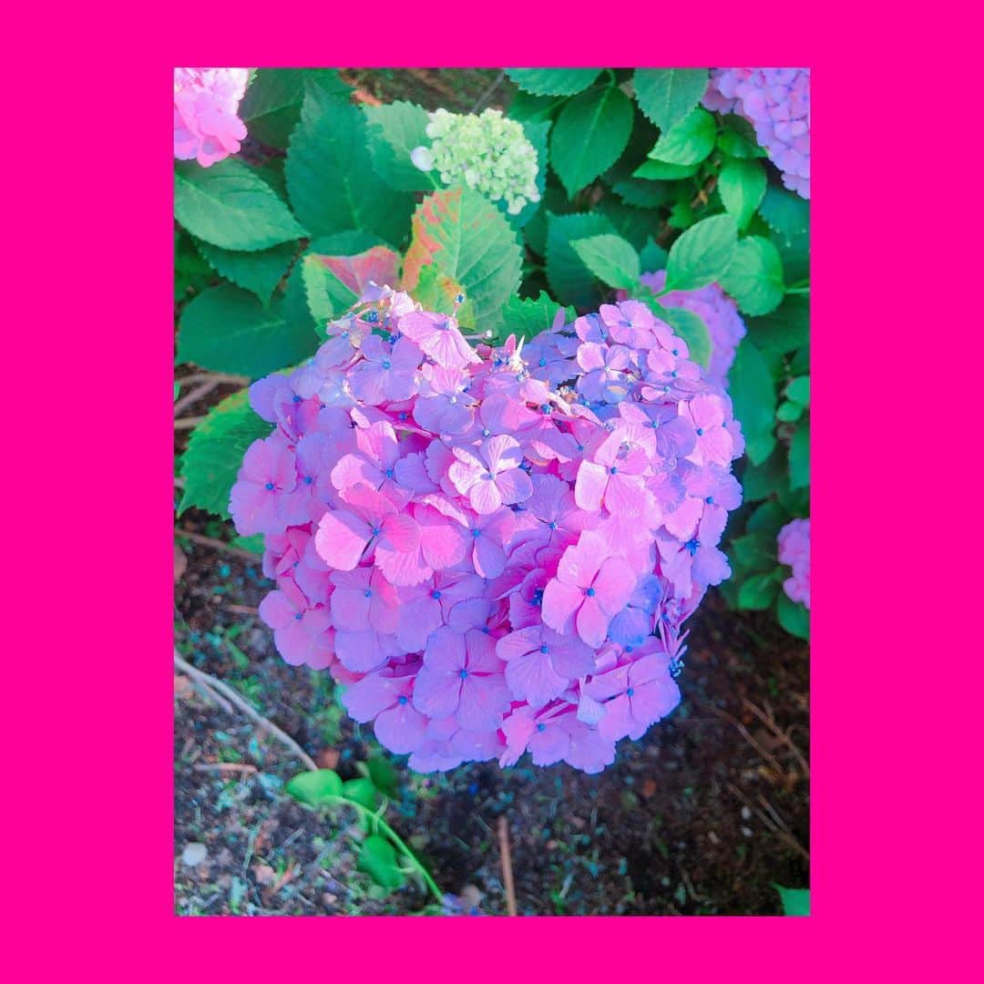 成田梨紗さんのインスタグラム写真 - (成田梨紗Instagram)「毎年ハート型っぽいアジサイを見つけるのが小さな幸せ💠☔️🏵💙﻿﻿ ﻿﻿ #紫陽花 #手まり咲き #花言葉 #辛抱強い愛情 #愛こそすべて #愛って何」6月13日 19時48分 - narita_risa