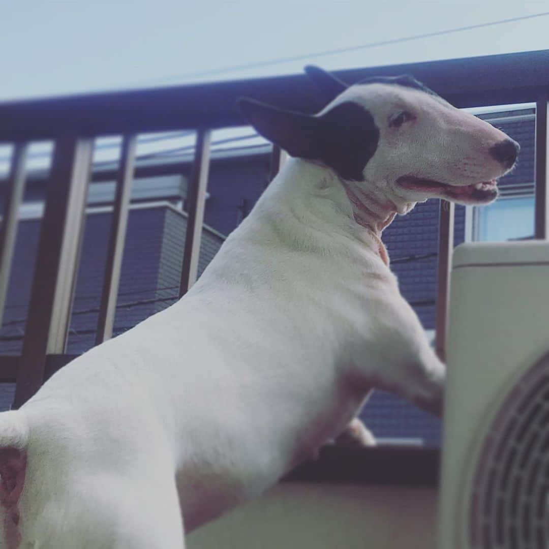 のインスタグラム：「#minituru#bull#terrier#minibullterrier#miniturubullterrier#dog#dogstagram#cute#qtaro#love#family#ミニチュア#ブルテリア#ミニチュアブルテリア#Q太郎」