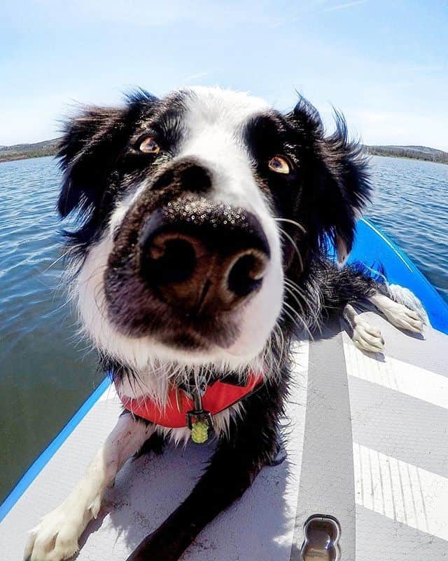 L.L.Beanさんのインスタグラム写真 - (L.L.BeanInstagram)「Stand Up Paddleboard or Sit Up Pupperboard?  #BeanOutsider (📷: @laducb) Shop versatile, ultra-stable SUPs with the link in our bio.」6月13日 20時00分 - llbean