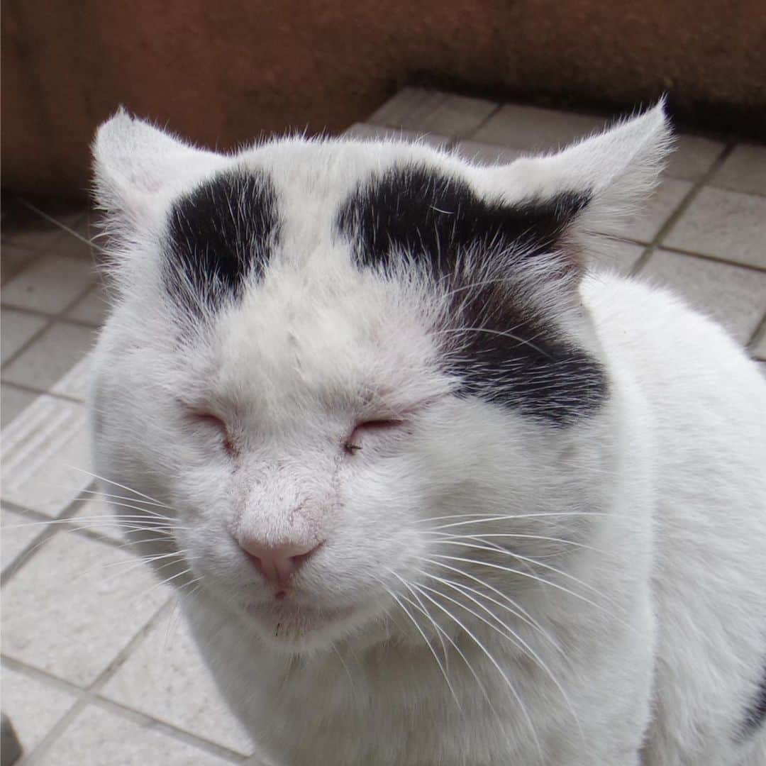 Kachimo Yoshimatsuさんのインスタグラム写真 - (Kachimo YoshimatsuInstagram)「ショボ！ #uchinonekora #nanakuro #neko #cat #catstagram #kachimo #猫 #ねこ #うちの猫ら http://kachimo.exblog.jp」6月13日 20時19分 - kachimo
