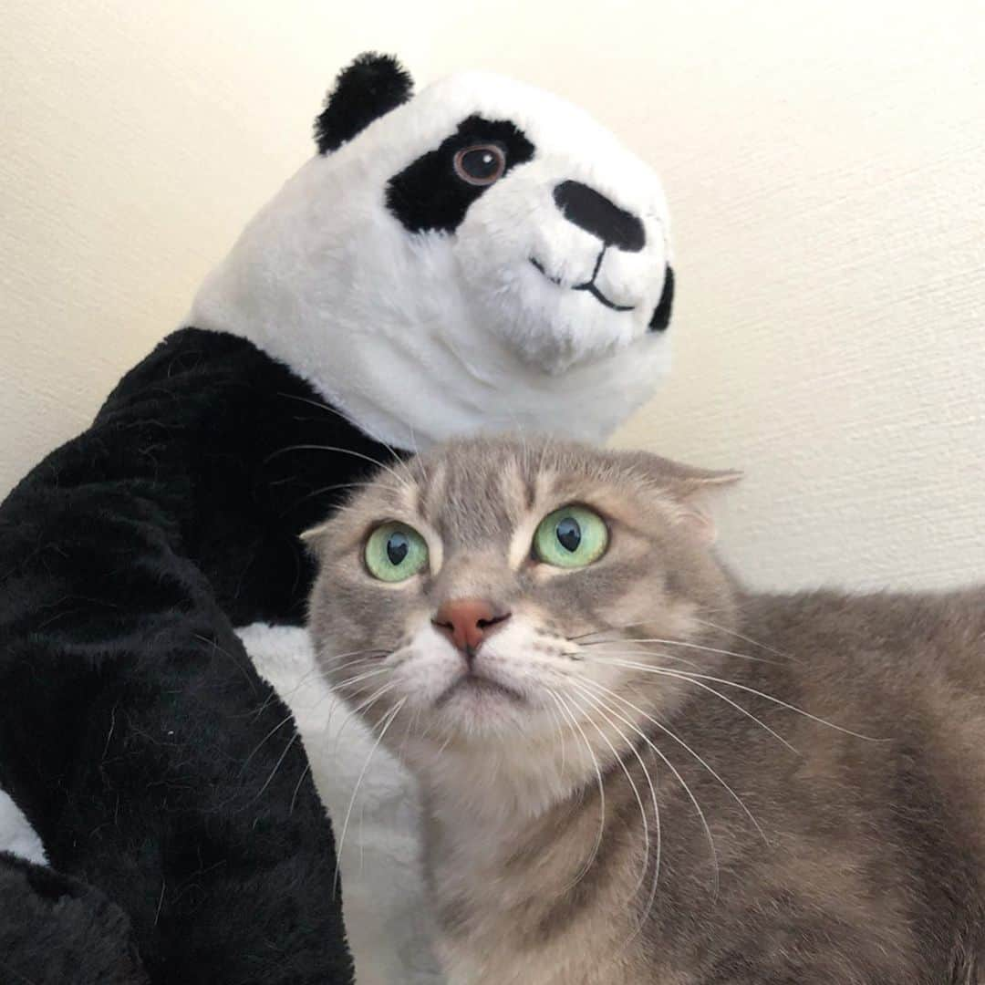 marikill66さんのインスタグラム写真 - (marikill66Instagram)「✼ 新茶とパンダ😼🐼 頭の形が似てるよ😂🖤 * * おめでとう🎉 #キキちゃんhappy7thbirthday2019 * * #IKEA #pecoマガジン表紙デビュー #pecoねこ王子 #猫八写真クラブ展2019 #ペティオ柴公園 #夏猫miawmiaw2019 #お題でpon_ベストショット #ビューティープロコンテスト @beautypro_contest * #catsofinstagram #instacat_meows #IGersJP #rakutenpet #nyancon01 #関西ねこ部 #ふわもこ部 #ペコねこ部 #ペトこと猫部 #無敵の親バカ同盟 #スタペグラム #猫びよりプラス #ねこのきもち #ねこのいる暮らし #今日のうちの子🐶🐱 #サンデイ #朝ワンコ夕ニャンコ * #fukushincha #marikill66_0613」6月13日 20時22分 - marikill66