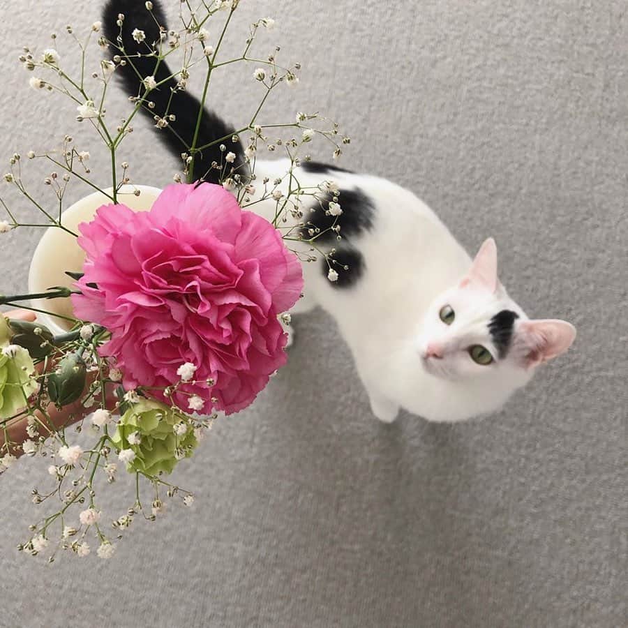 Bloomee LIFEさんのインスタグラム写真 - (Bloomee LIFEInstagram)「・ お花が届いて華やかな部屋になるのを猫たちも楽しみにしている様です^^ ・ Special Thanks Photo by⠀⠀ @omochi_belka @msy1515 ・ ピンクや赤のお花は、少しあるだけでも お部屋の印象が全然違って見えますよね♪ ・ --- #まいにちローズ 🌹--- タイムラインにバラを咲かせて、まいにち当たるミニブーケをもらおう！ ・ 知っていますか？6月2日はローズの日💓 ローズの日は、自然の恵みに感謝を示す、海外のバラ祭りが元になった記念日です。 日本でも、バラが美しく咲くこの季節。 たくさんの人にお花の素晴らしさを伝えたい。 ・ バラの画像を投稿して、Instagramのタイムラインに咲かせることで、 お花の魅力を一緒に広めてみませんか？ ・ 詳しくは下記 or プロフィールトップのハイライトをチェック👌 ↓↓↓ ■プレゼント：#まいにちローズ で投稿した人の中から抽選で【まいにち1人にバラのミニブーケ】が当たる✨ ■参加方法： ①@bloomeelife をフォロー ②欲しい色のバラ画像を用意(キャンペーン公式ページで誰でも使えるオフィシャル画像を配布中) ③#まいにちローズ #bloomeelife を付けて投稿 ・ 当選者の方にはbloomee LIFE 公式アカウントよりDMにてご連絡させていただきます💌 ・ #bloomeelife#ブルーミーライフ#花のある生活#花好きな人と繋がりたい#おうち時間#花部#花写真#花が好き#花を飾る#暮らしを楽しむ#日々の暮らし#丁寧な暮らし#日々#お花のある暮らし#ナチュラル#素敵な休日#暮らしを整える#くらしのきほん#日々の暮らしを楽しむ#丁寧に暮らす#猫#ねこ#ねこすたぐらむ#猫好きさんと繋がりたい#父の日#シンプルライフ#シンプルな暮らし#インテリア#すっきり暮らす」6月13日 20時33分 - bloomee