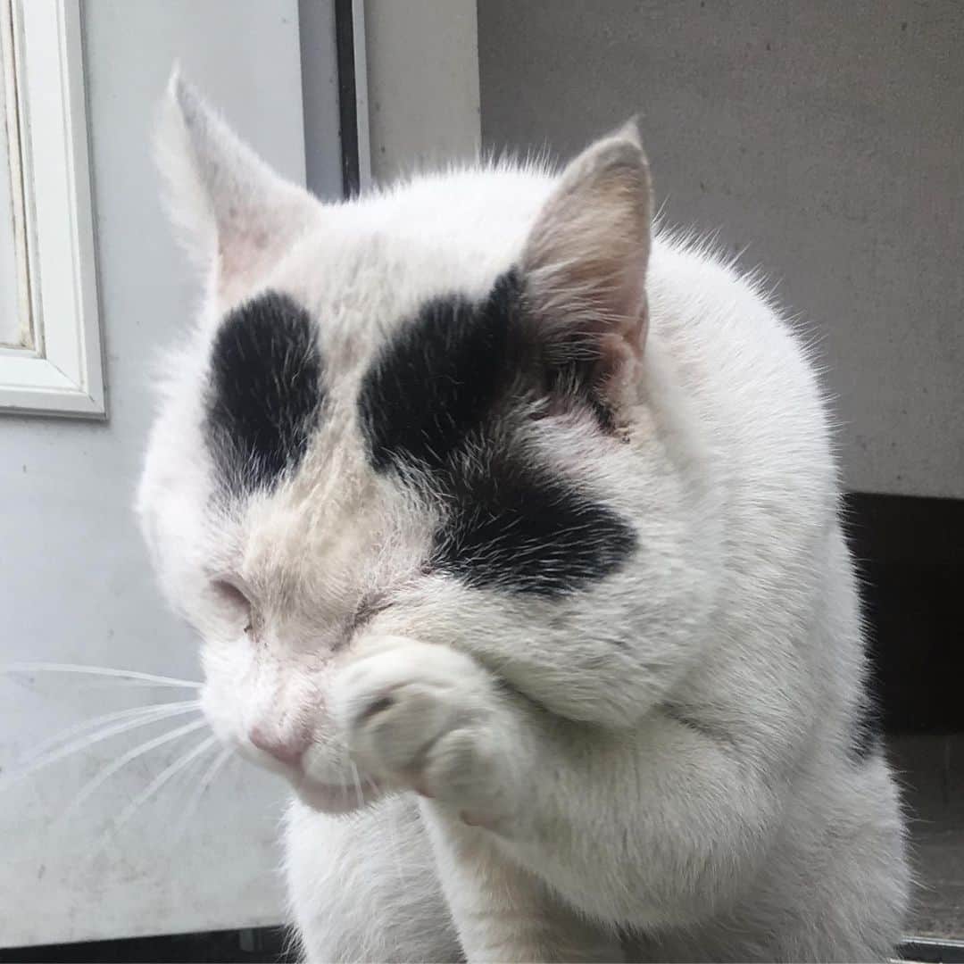 Kachimo Yoshimatsuさんのインスタグラム写真 - (Kachimo YoshimatsuInstagram)「頬肉？頬皮？ #uchinonekora #nanakuro #neko #cat #catstagram #kachimo #猫 #ねこ #うちの猫ら http://kachimo.exblog.jp」6月13日 20時27分 - kachimo