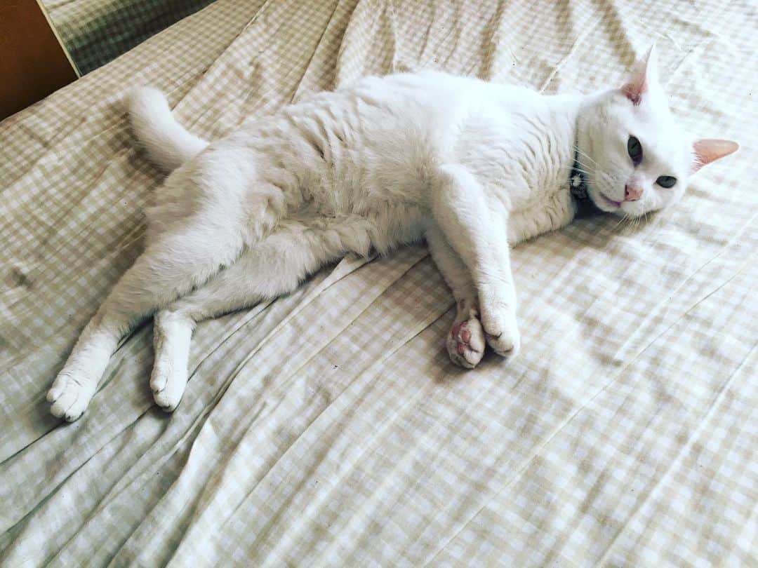 のインスタグラム：「#ねこ #しろねこ  #cat #whitecat」