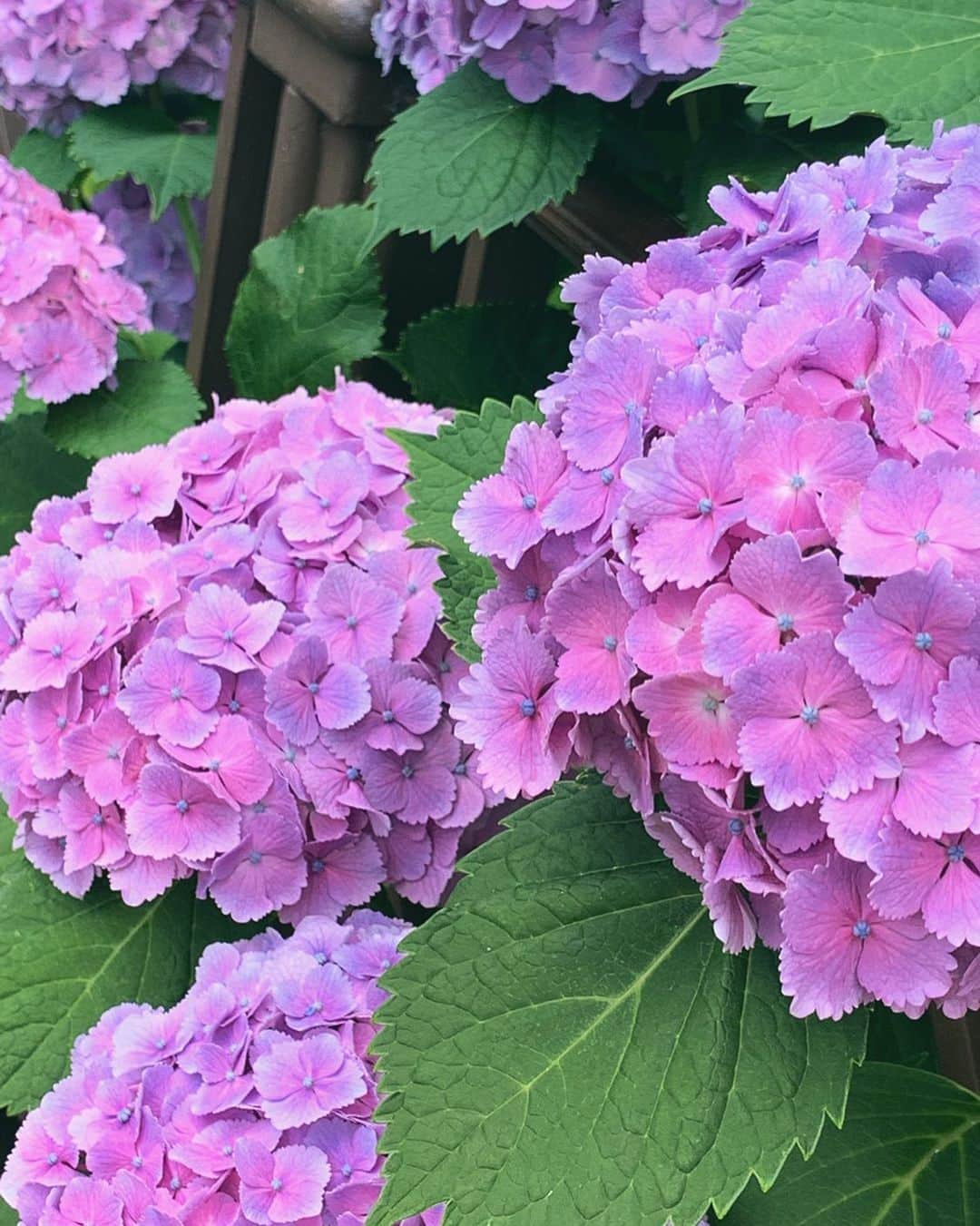 奥山レイカのインスタグラム：「6月☂️ #あじさい #アジサイ #紫陽花 #tdsのどこか」
