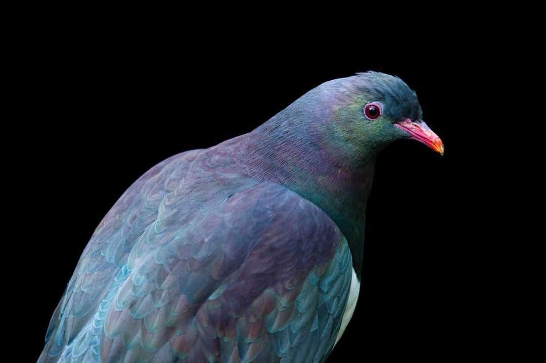 Joel Sartoreさんのインスタグラム写真 - (Joel SartoreInstagram)「Known locally as kererū, the New Zealand pigeon is one of only two bird species on the island big enough to swallow large fruit and disperse their seeds over long distances. As gardeners of the forests, the survival of this species is directly connected to the health and regeneration of New Zealand’s native forests. While their initial decline was the result of people hunting the bird for its meat and feathers, this practice is now illegal, and predators like cats and possums pose the greatest threat. These species will eat kererū eggs and young, and will also attack and kill adult pigeons. One of the best ways you can help protect native birds is to keep cats indoors whenever possible, and only let dogs off leash in designated areas. This ensures that nesting birds are not disturbed, giving them and their chicks a much better chance at survival. Photo taken @aucklandzoo #pigeonday #kererū #pigeon #newzealand #gardener #bird #blue #safecatsafewildlife #savetogether #photoark」6月13日 21時17分 - joelsartore