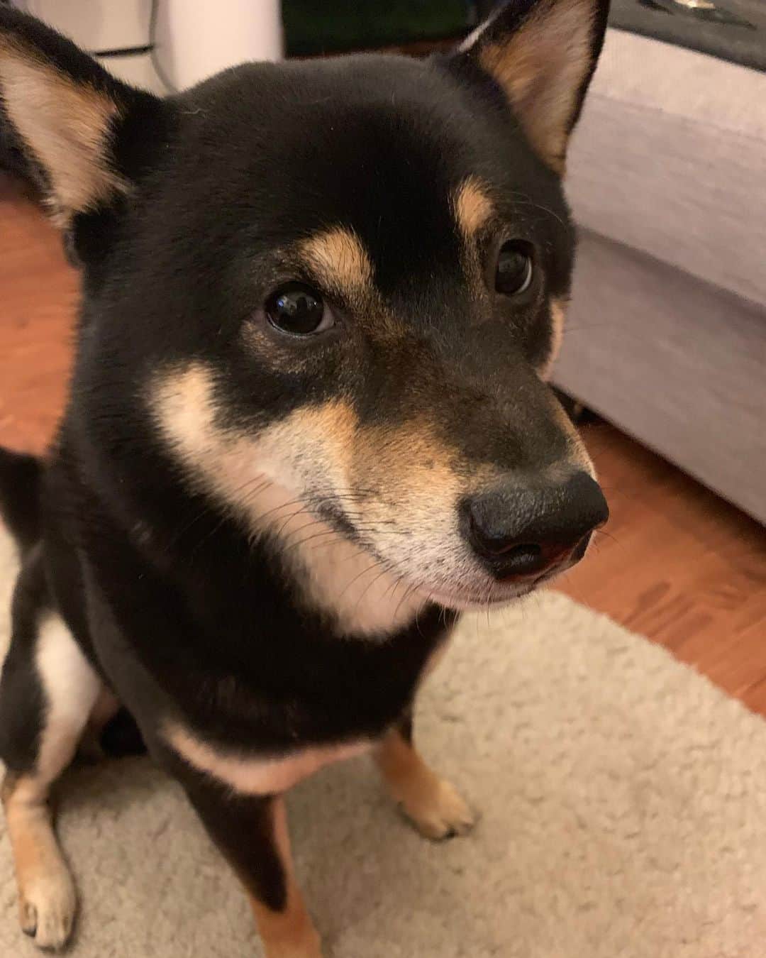 のインスタグラム：「Before and after hooman said ”ok, you are not a bad boy anymore” 🤣🤣🤣🐾 🐾 #Keaton #🐶 #shiba #shibainu #dog #柴犬 #黒柴 #子犬 #shibalovers #shibaholics #dogoftheday #dogslife #weeklyfluff  #dogstagram  #dogscorner #shibapuppy #puppiesofinstagram」