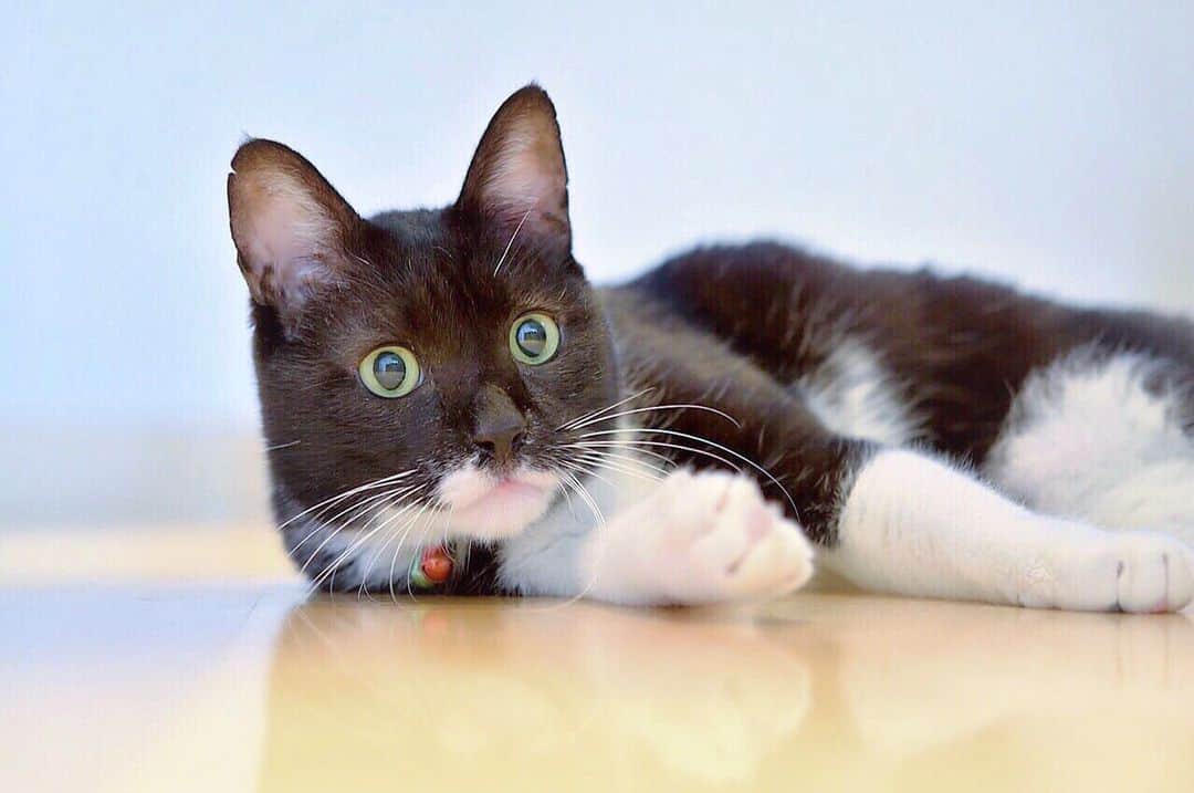 ❤?❤❤❤ Sayo ??❤?❤️❤️❤️のインスタグラム：「★ Have a great week!!★. . This photo was taken before, but recently my condition is stable.😺 I get medicine and 120 cc subcutaneous fluid injection every day.I will do my best with my mom😽👍🏻💕 . みにゃさんこんばんにゃ😺薬と毎日してる120ccの皮下補液のお陰か体調安定してるにゃ😽👍🏻💖これからもママと二人三脚で頑張るにゃ😸✨. . 余談ですが、さっきうたた寝してたら夢の中で松坂桃李が出て来て息遣いが聞こえる程側に立って『サヨさんは僕の事が好きなの？』とあの声で囁かれて『うん、、』と答えた所で目が覚めました😂😂あ〜もう2時間くらい寝てたかった〜😭😭. . . ❤️ #pt_life_ #WeWantCats  #nyancontot  #picneko  #as_archive  #PETS_iLLife  #paw_smile_pictures  #bestcatsclub #balousfriends #ペティオ柴公園  #cats_of_world #catstocker  #excellent_cats #IGersJP #リラックスmiawmiaw2019夏 #meowfeature #nc_cuties  #light_nikon  #cat_features #pets_of_our_world  #pets_perfection  #raw_pets #weeklyfluff #bestphoto_japan #東京カメラ部 #みんねこ #ふわもこ部 #NEKOくらぶ #ロシアンブルー #ほふく撮影隊」